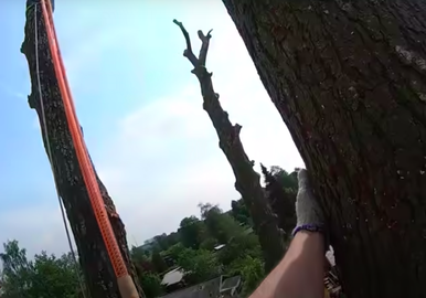 Tree Climber | Bloomingdale Tennessee