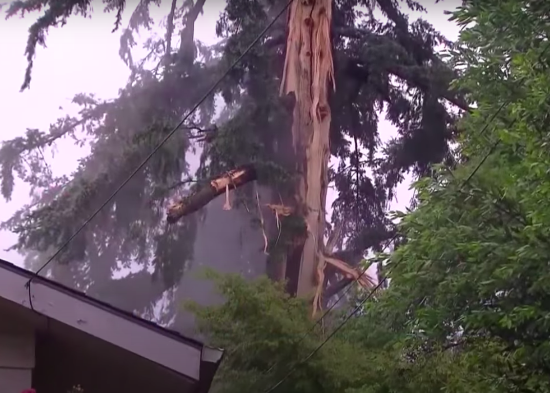 Tree Struck by Lightning near power line Picture