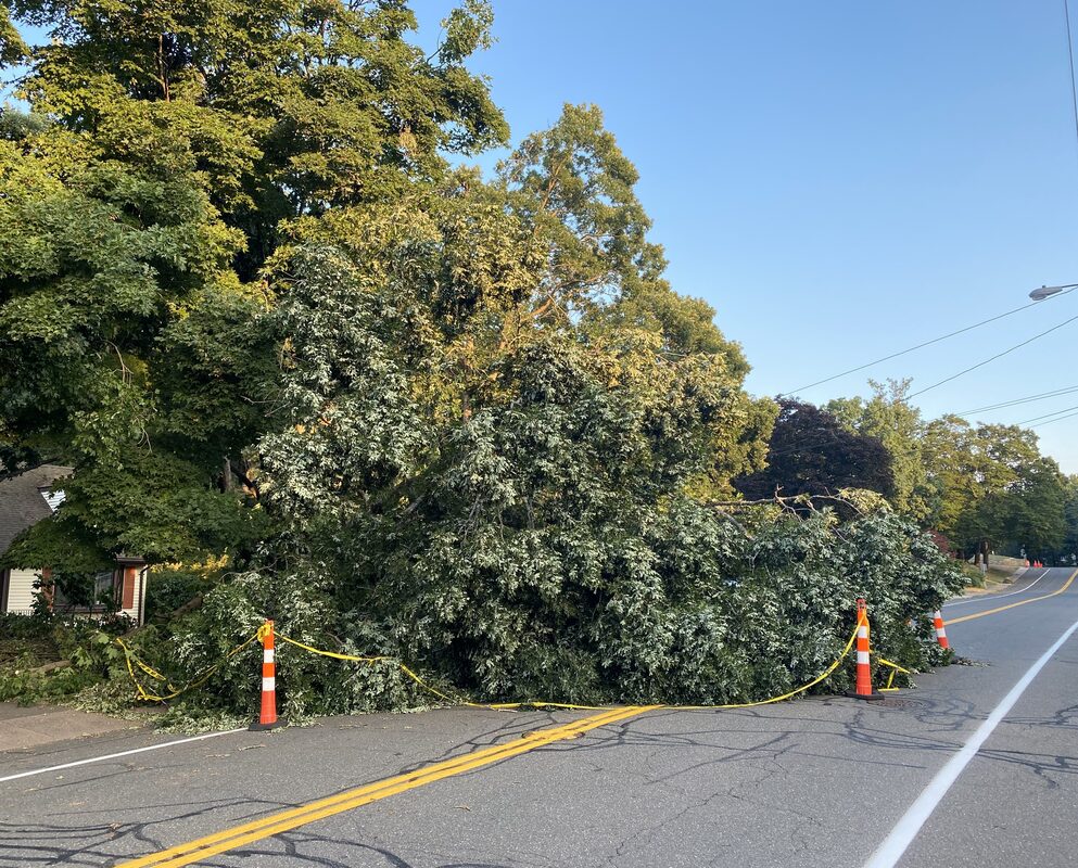 emergency tree services | tree fell on road